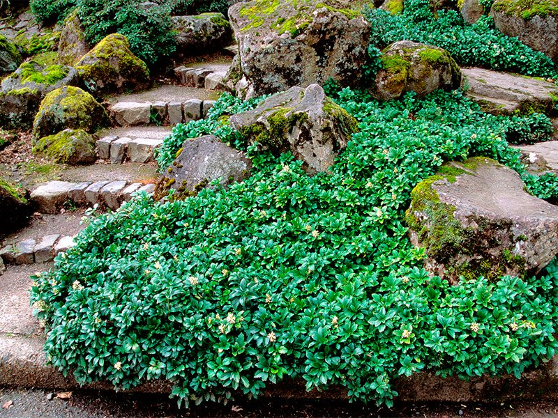 Превью изображения