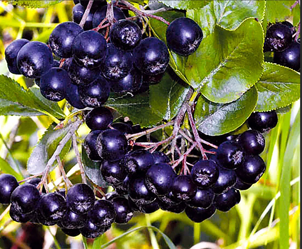 Превью изображения