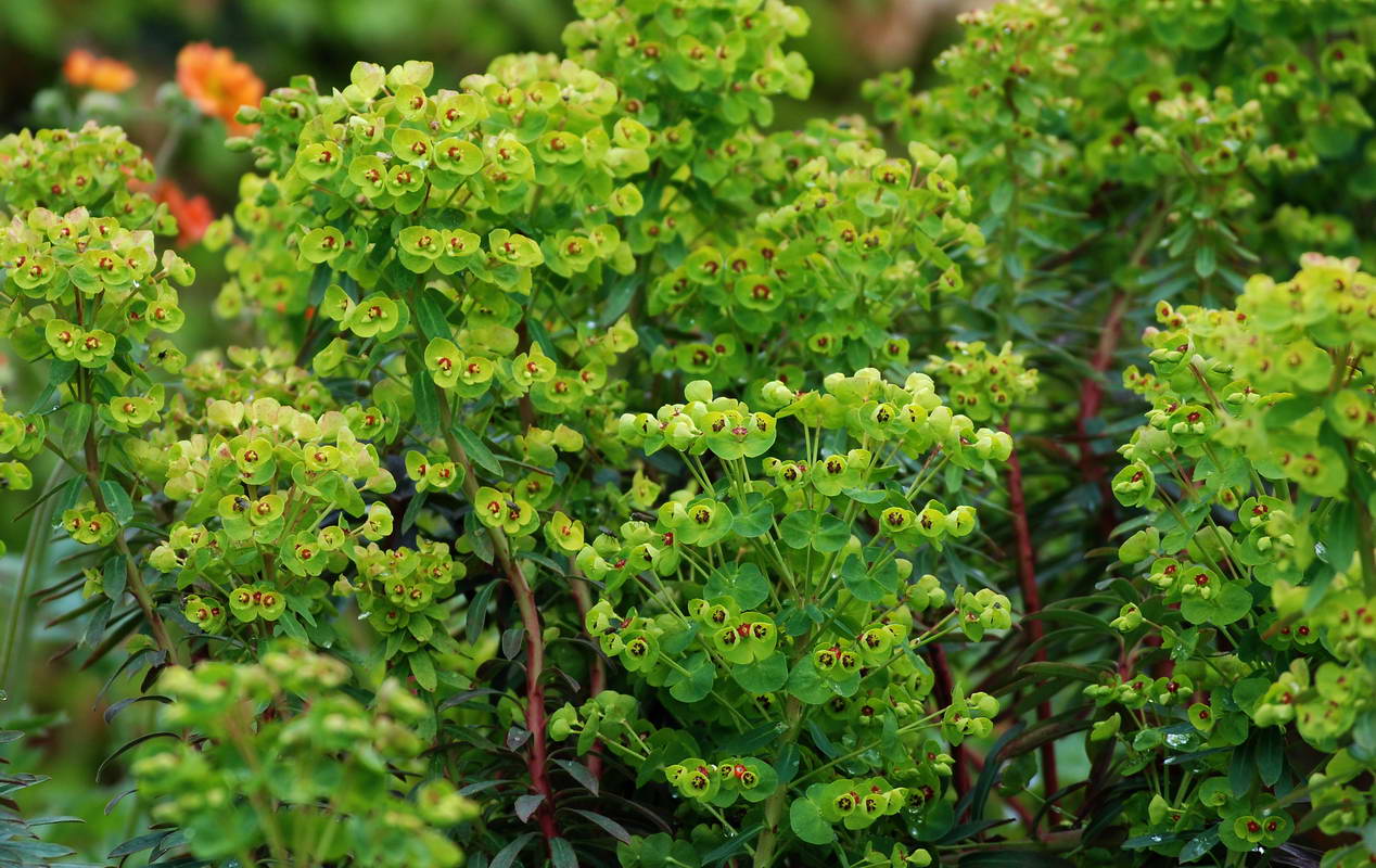 Превью изображения