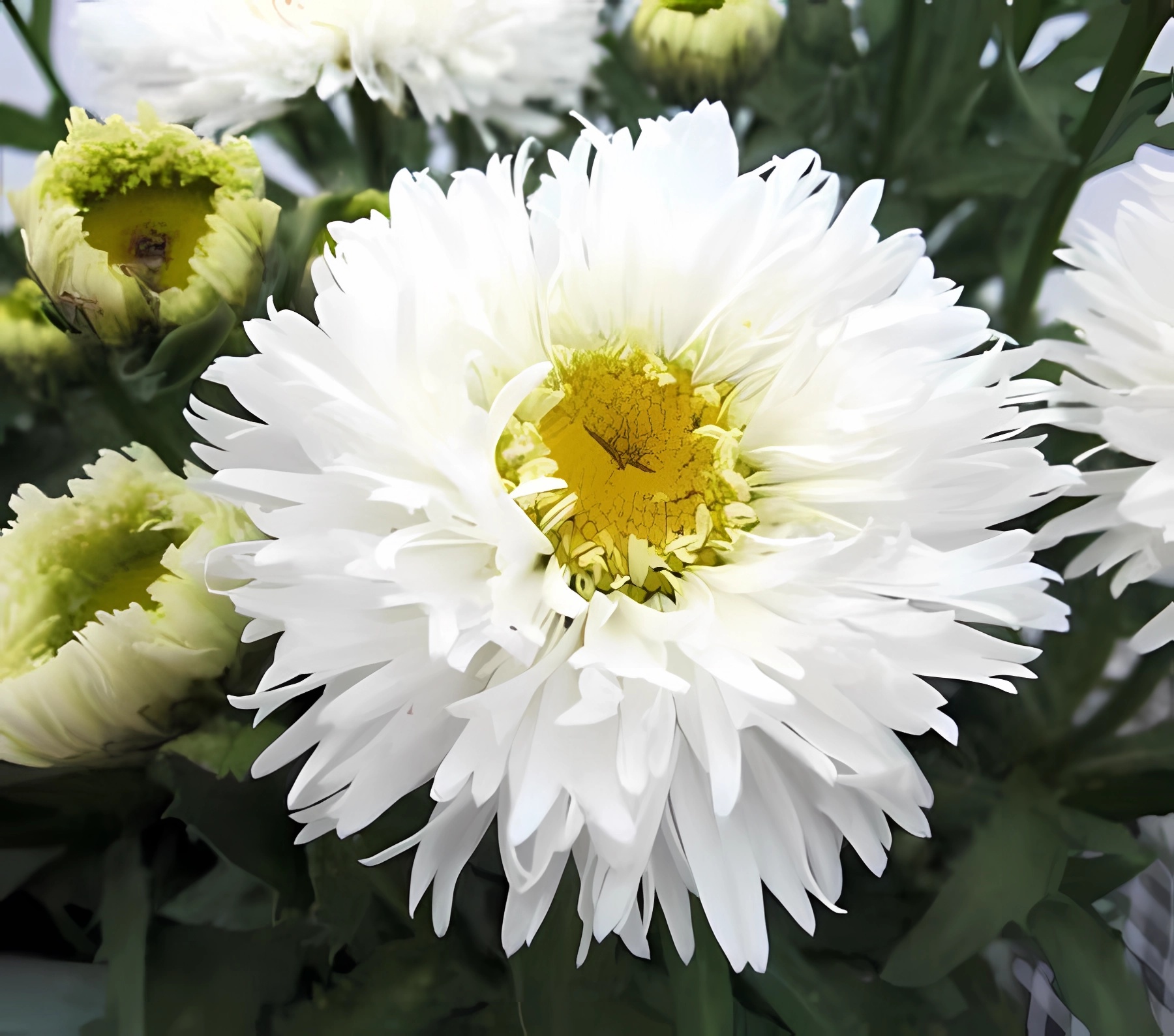 Превью изображения