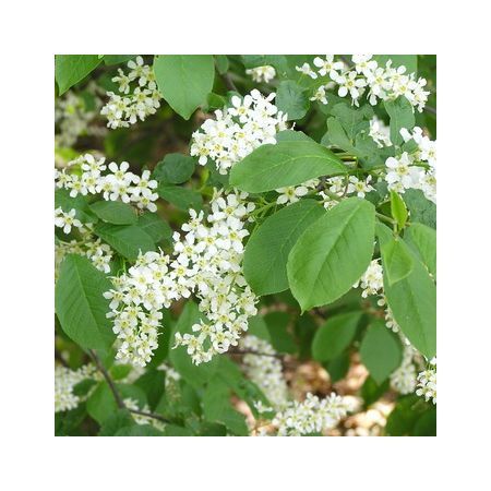 Превью изображения