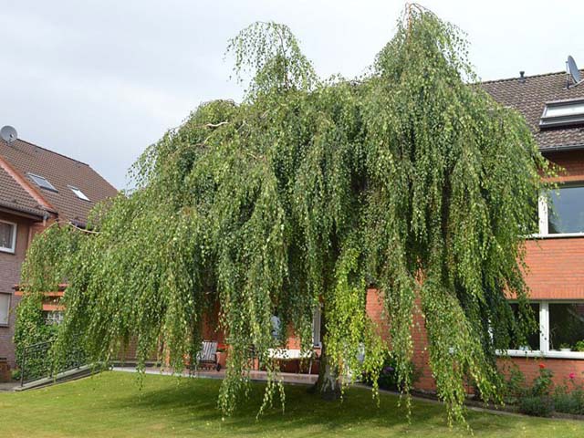 Превью изображения