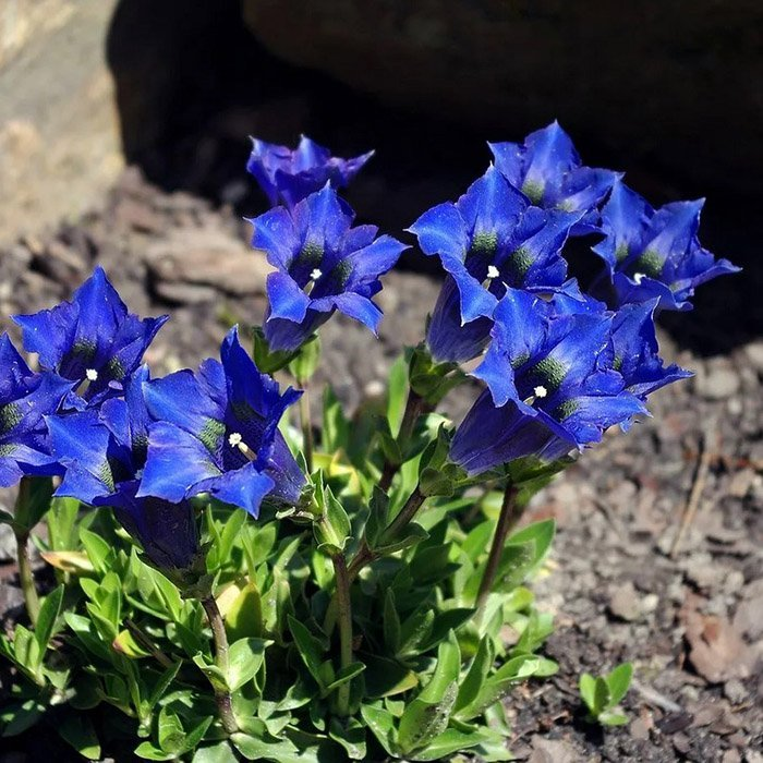 Превью изображения