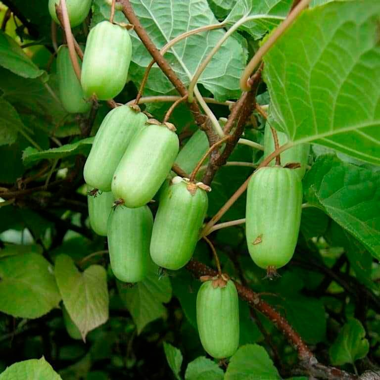 Превью изображения