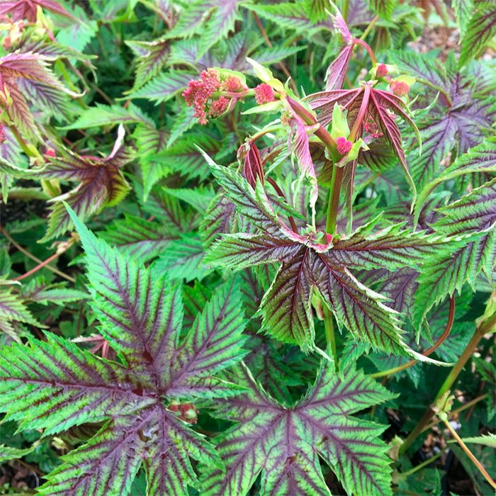 Превью изображения