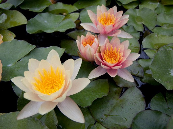 Превью изображения