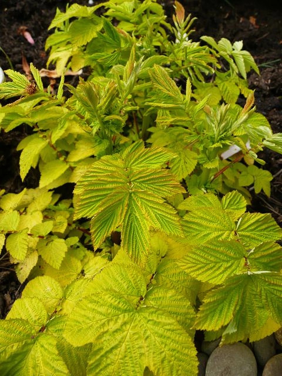 Превью изображения