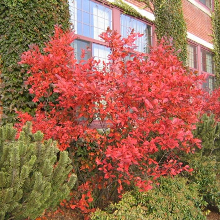 Превью изображения