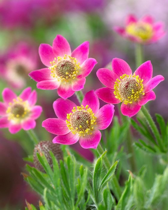 Превью изображения