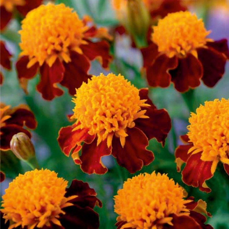 Превью изображения