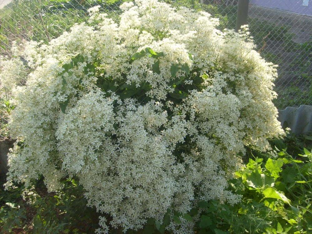 Превью изображения