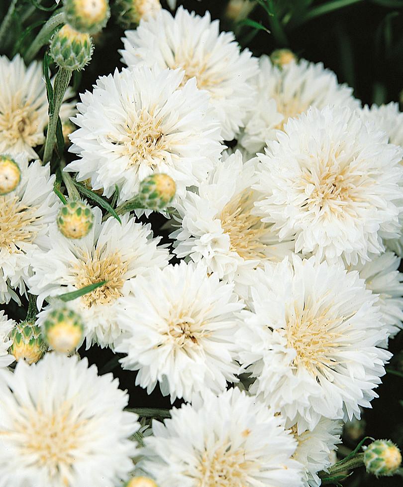 Превью изображения