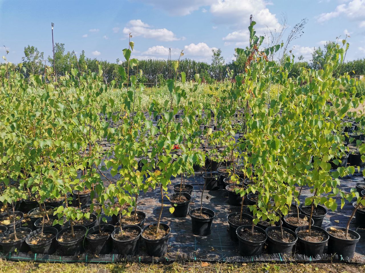 Превью изображения