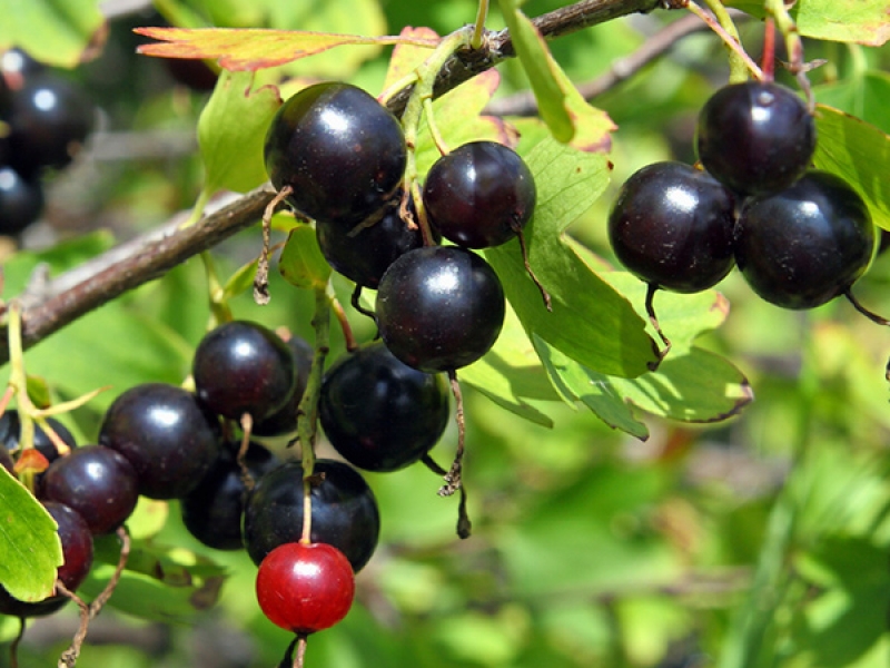 Превью изображения