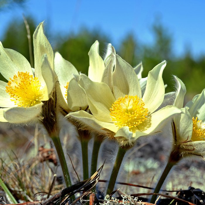 Превью изображения