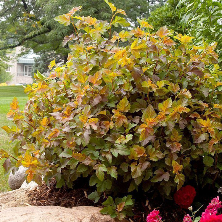 Превью изображения