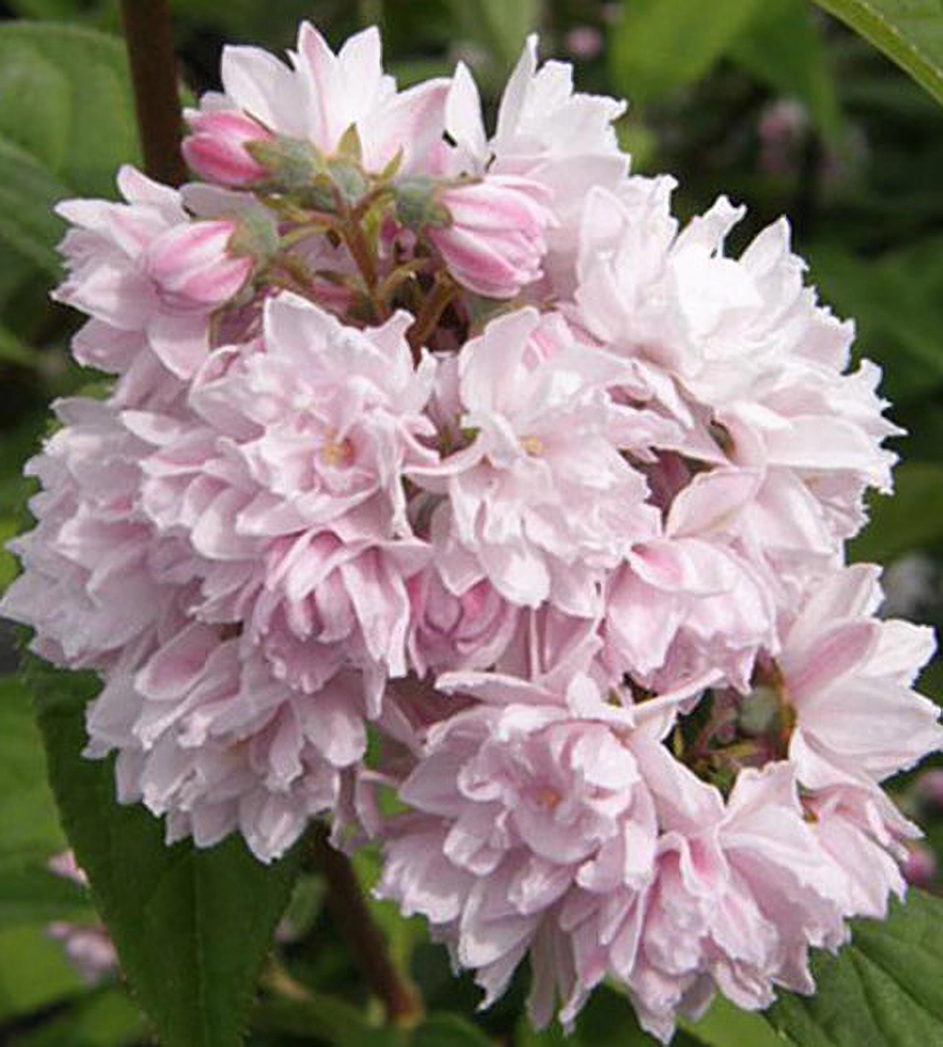 Превью изображения