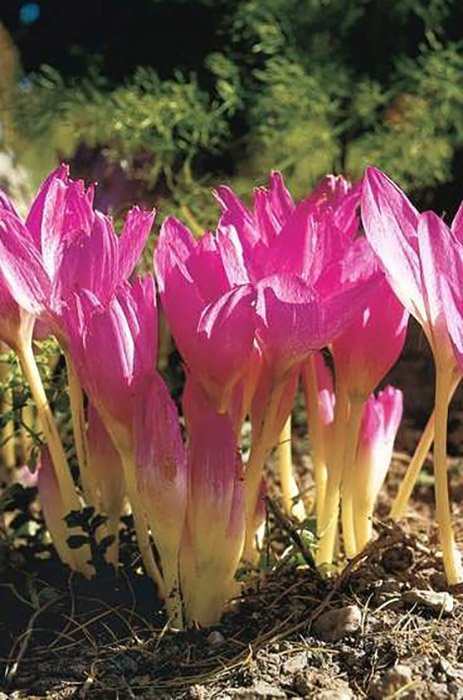 Превью изображения