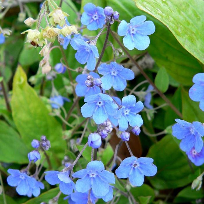 Превью изображения