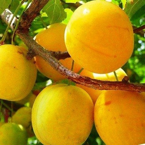 Превью изображения