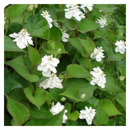 Превью изображения