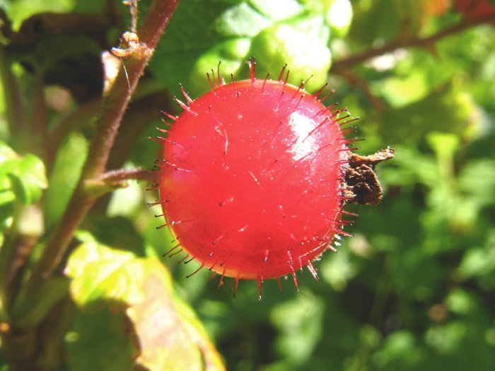 Превью изображения