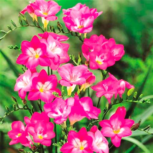 Превью изображения