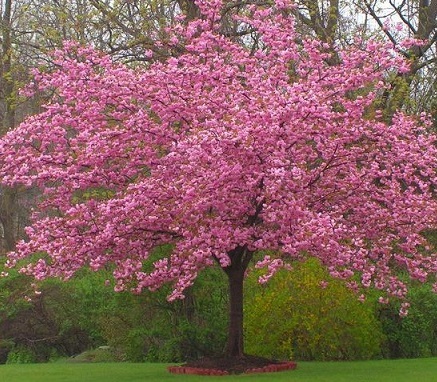 Превью изображения