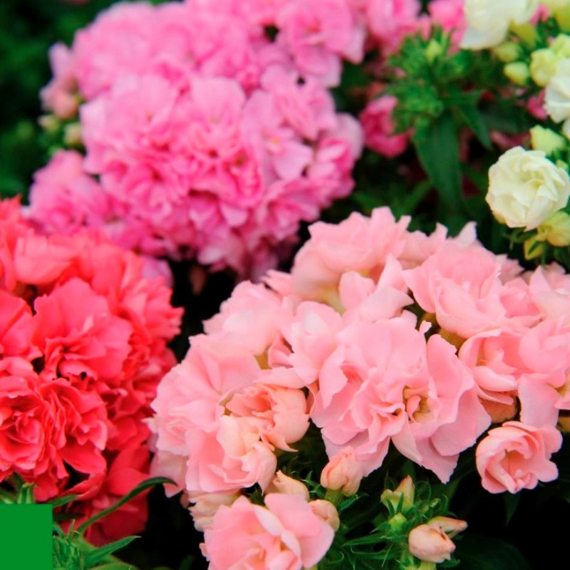 Превью изображения