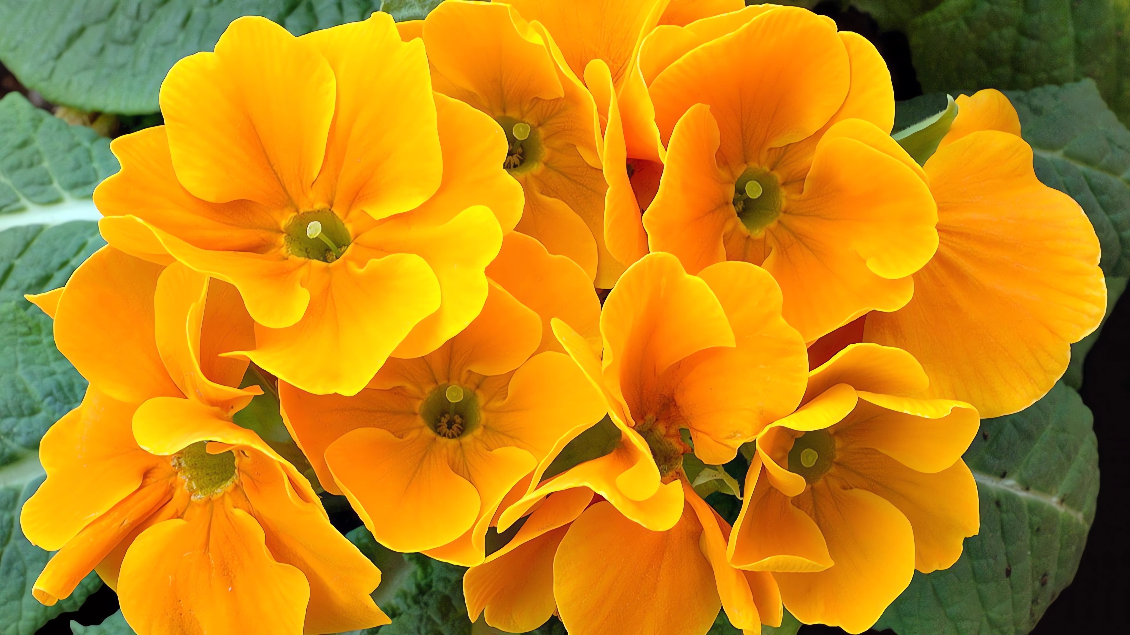 Превью изображения