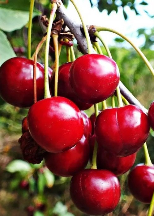 Превью изображения