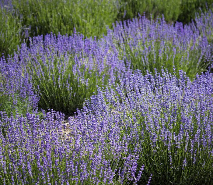 Превью изображения