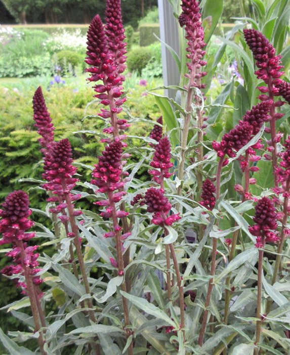 Превью изображения