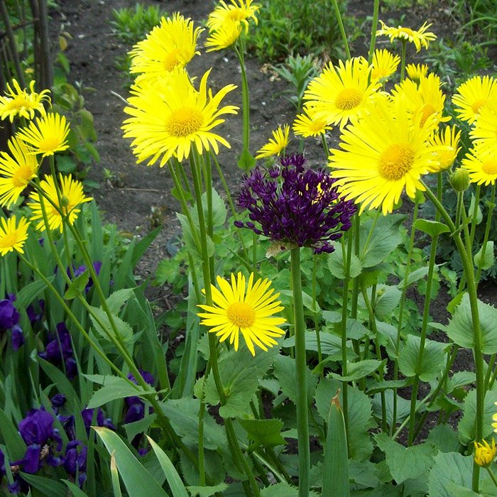 Превью изображения