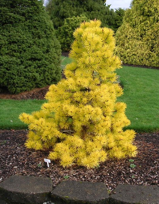 Превью изображения