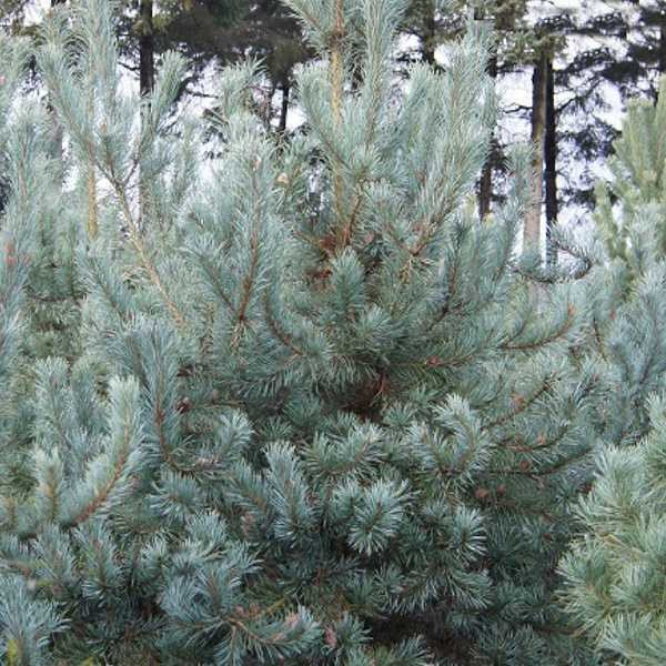 Превью изображения