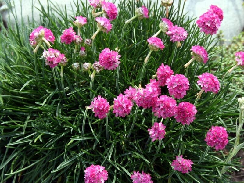 Превью изображения