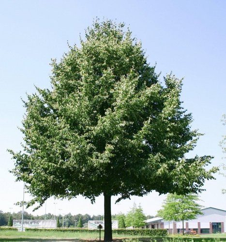 Превью изображения