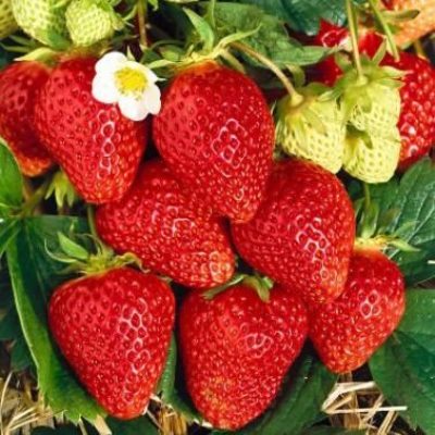 Превью изображения