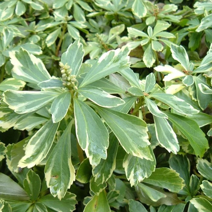 Превью изображения