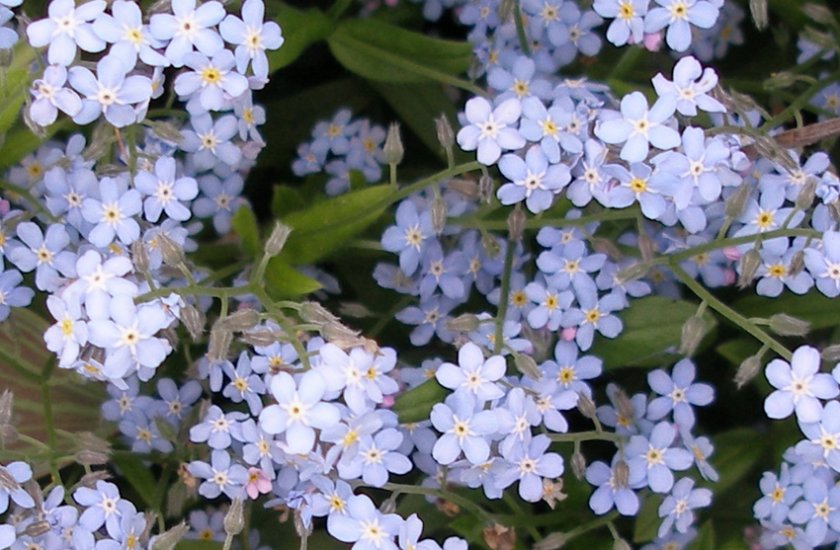 Превью изображения