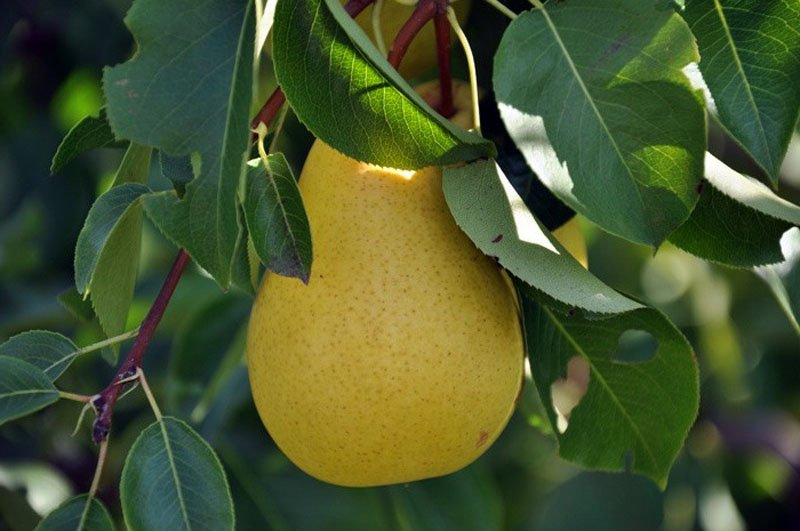 Превью изображения