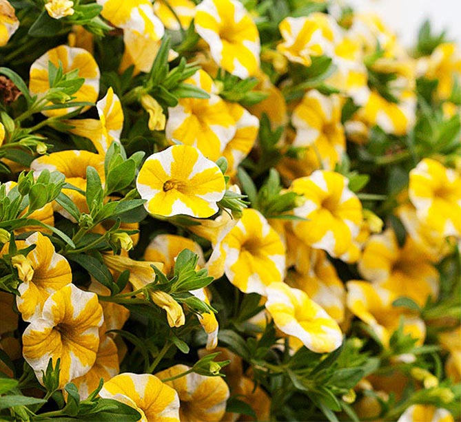 Превью изображения