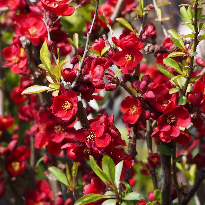 Превью изображения