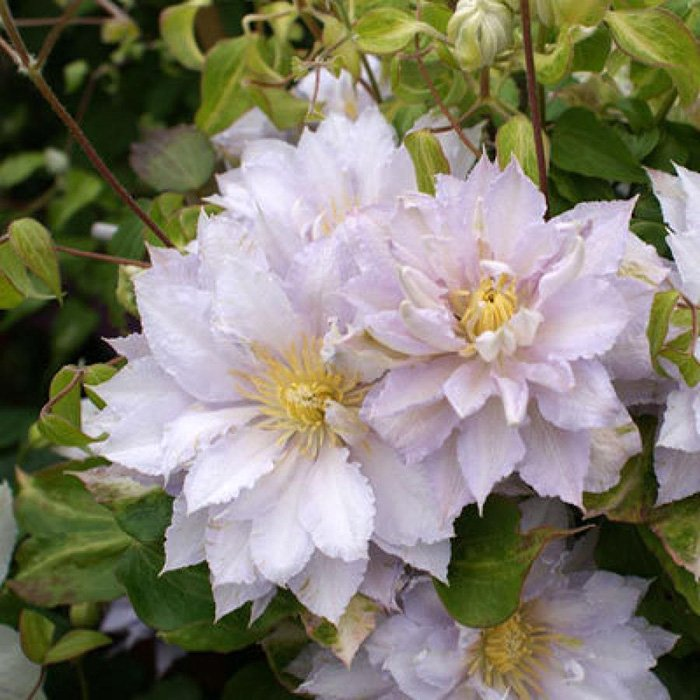 Превью изображения