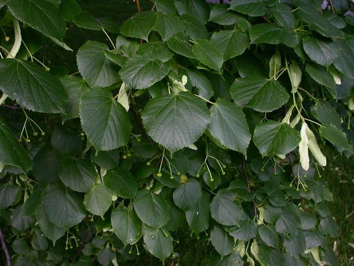 Превью изображения