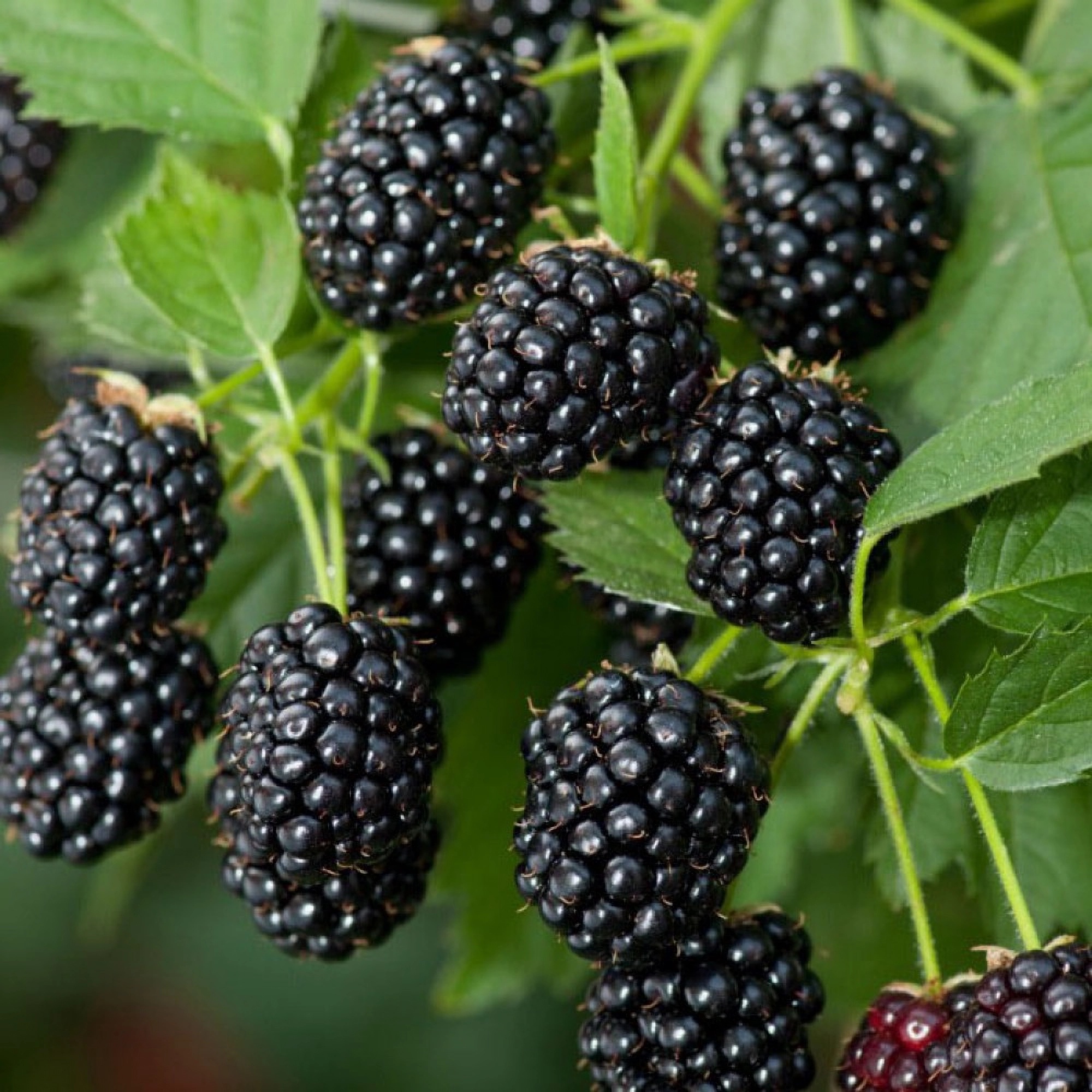 Превью изображения