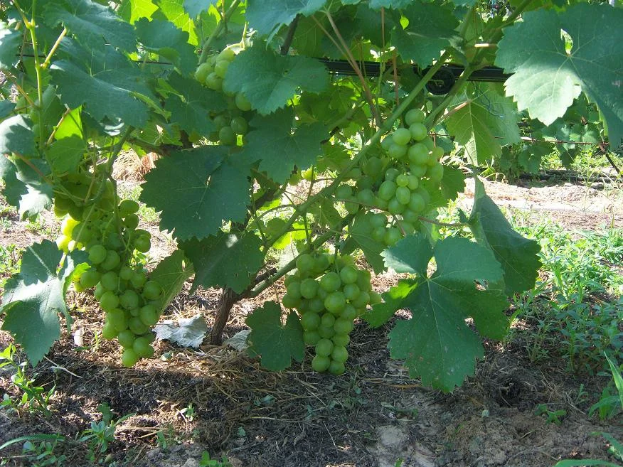 Превью изображения