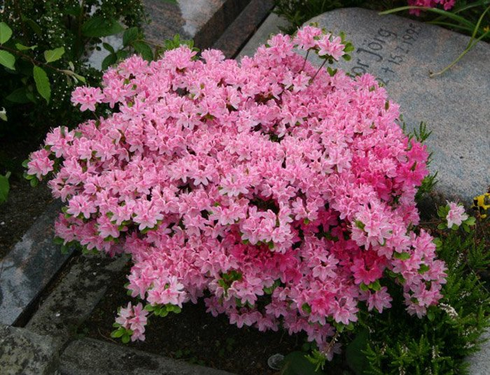 Превью изображения