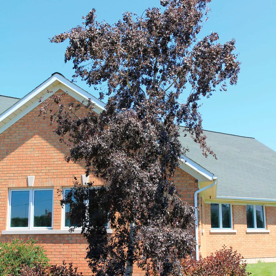 Превью изображения